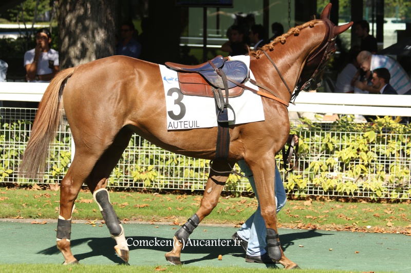 Photos Auteuil 24-09-2016 5085575J6A7029