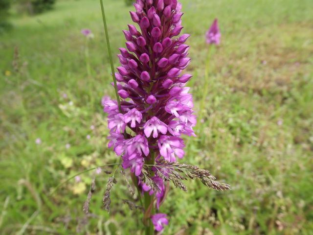 un p'tit tour du pré 509078DSCF3609orchis