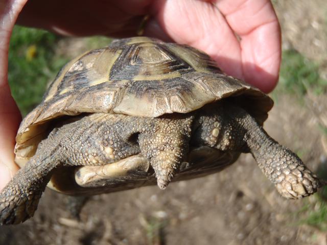 Identification tortue 512396P3160021