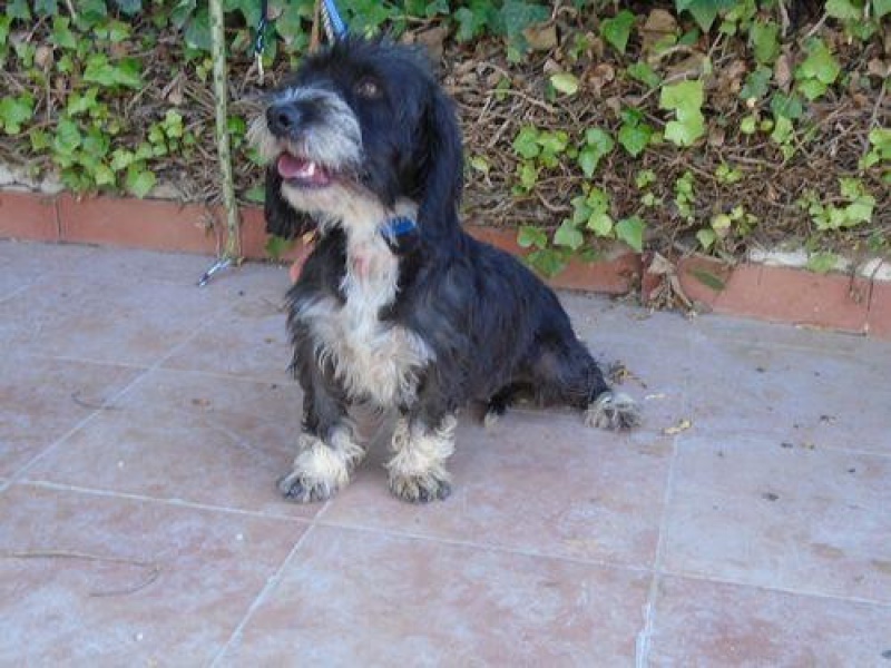 SALSA X CANICHE/GRIFFON 2 ANS 4 PATTES SANS FRONTIERES 512550Salsespagne