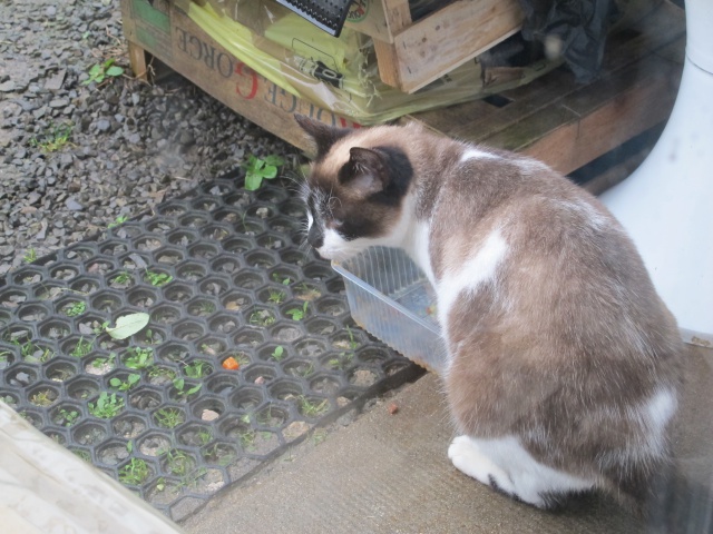 URGENT - 14 chats à sauver avant le mois de mars (35 DOL DE BRETAGNE) 513277juliette2