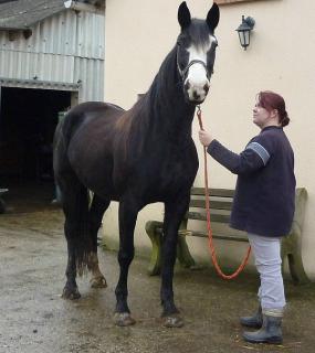 [PLACEE RENAUD] OCEANE La déesse noire qui se prend pour un irish cob 516305OCEANE