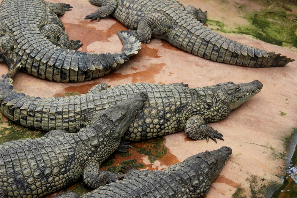 Des grenouilles, des lézards, des crocos... ce genre de choses... 516713IMG2321r