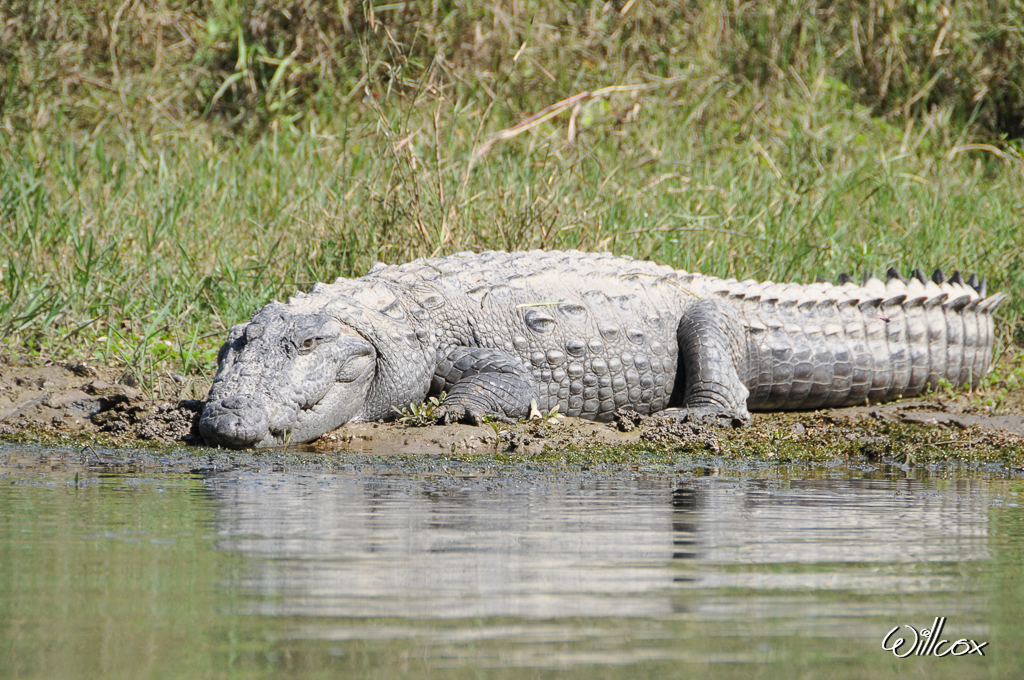 [Fil ouvert à tous] Reptiles, serpents, tortues, amphibiens, ... 517045YD10069