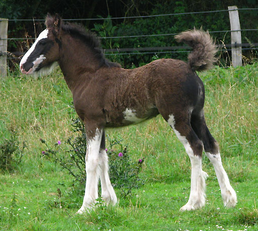 Mes gypsy cobs, tachus ou non 518004BR1