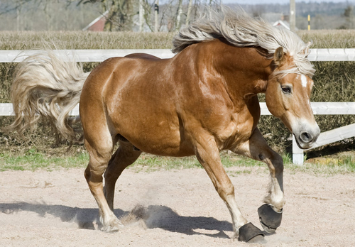 VALENTIN DU CHÊNE - HAFLINGER - ♂ 519604Haflinger1