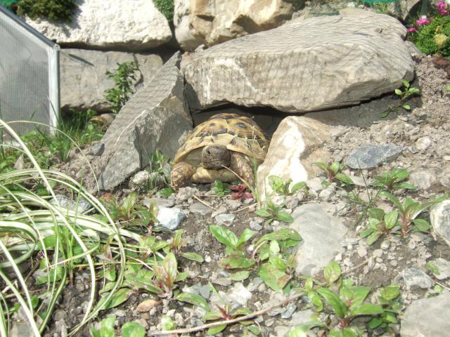 L'enclos de mes boettgeri... 520197DSCF4748