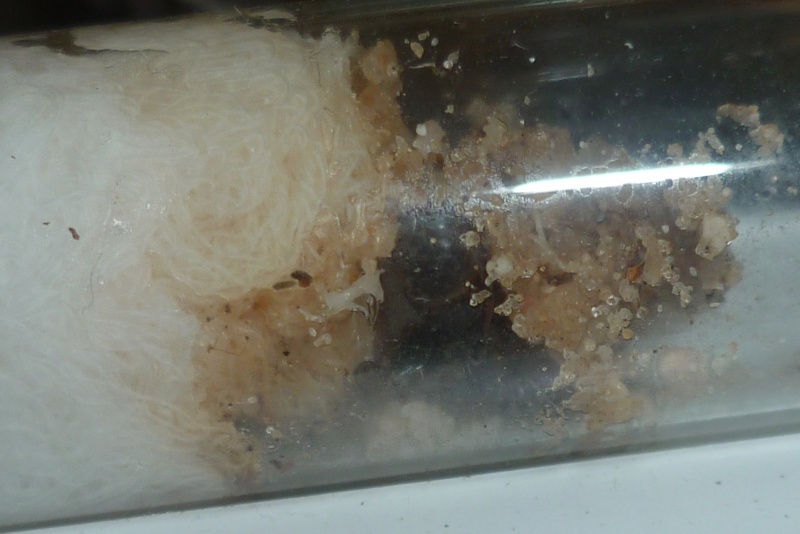 Lasius sp 520693P1020666