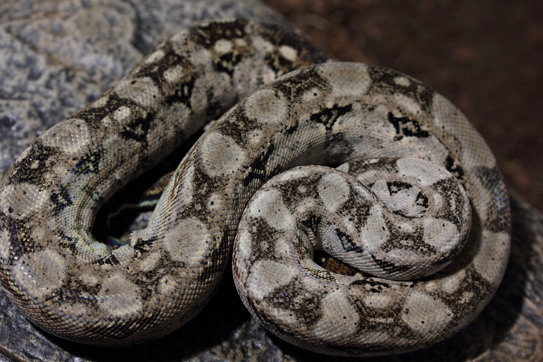 bci sonora "tarahumara mountain boas" - Page 4 521601IMG1737