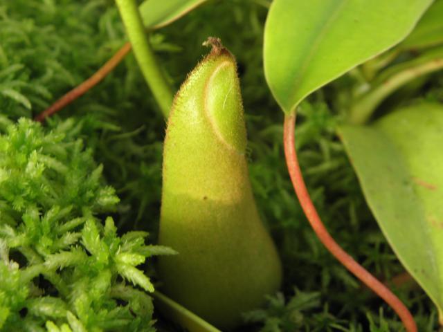  photo de mes nepenthes 522133P7030914