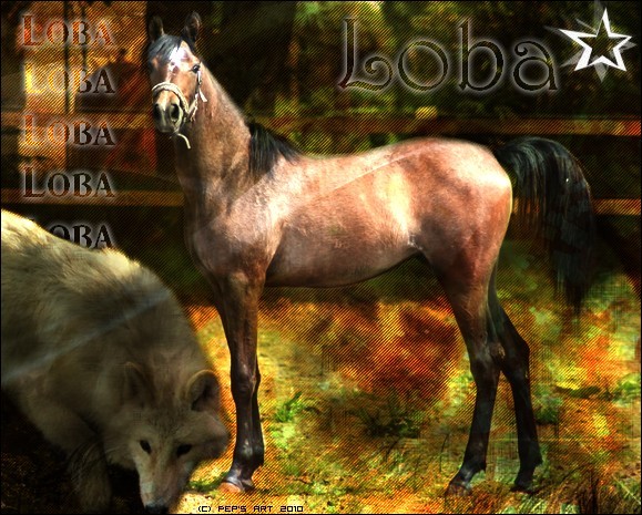 ♪ Autres chevaux 523787LOBA