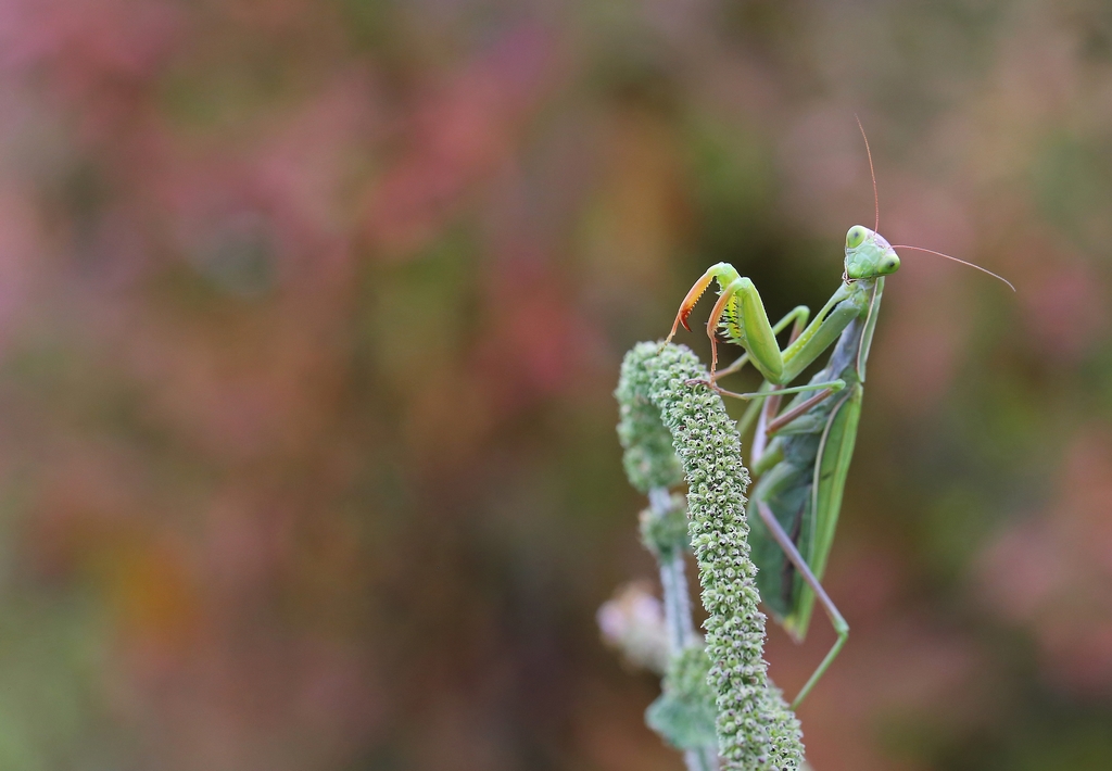 Mes insectes - Page 2 524989re6643Copier