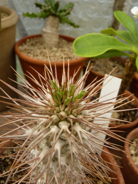 Pachypodium namaquanum - Page 3 525602P1070337