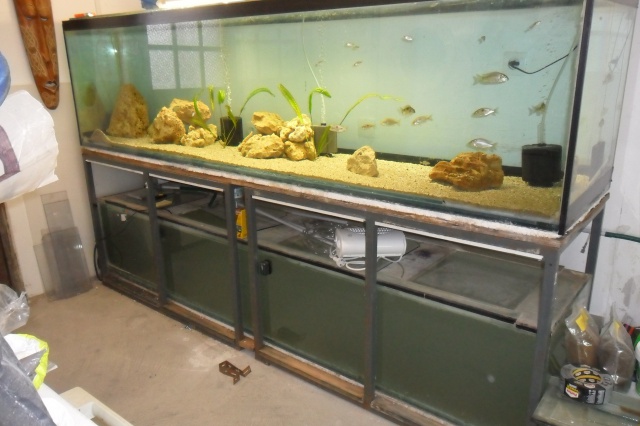 ma "fishroom" 528436SAM2845