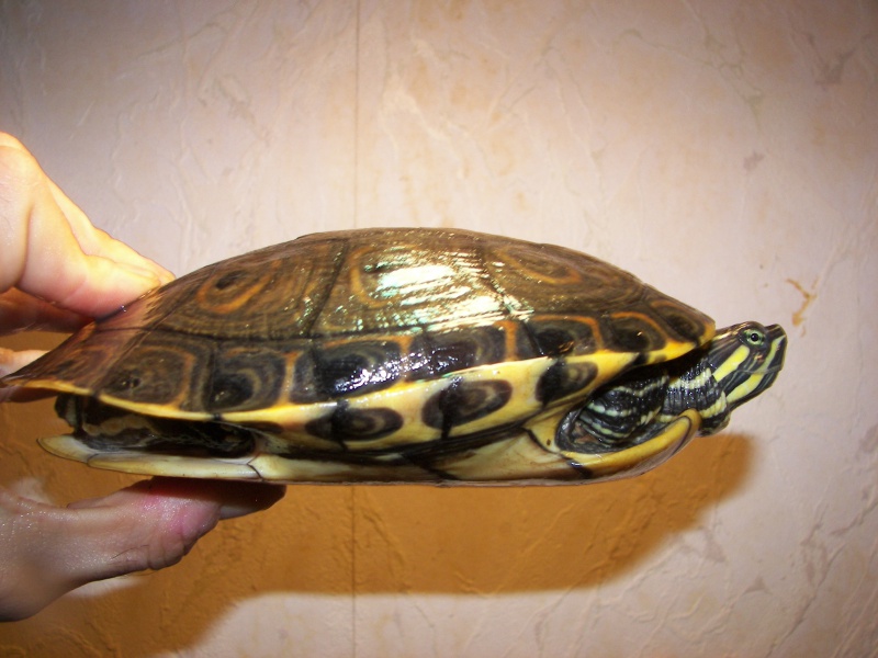 trachemys ornata 5290571010005