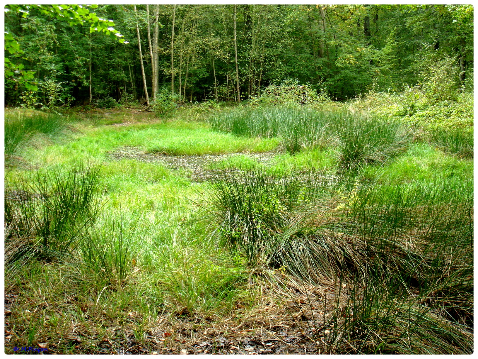 [fil ouvert] la forêt dans tous ses états - Page 7 531281DSC011191