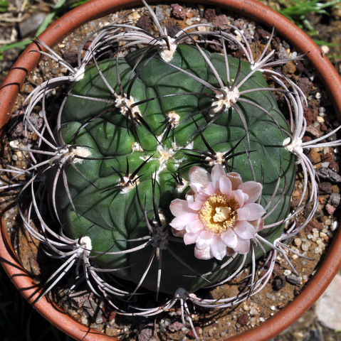 Floraisons de mes Gymnocalycium 531463gymnocalyciumpflanzii1106263