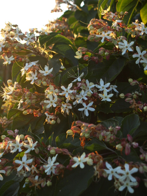 clerodendron trichotomum 532911P8302452