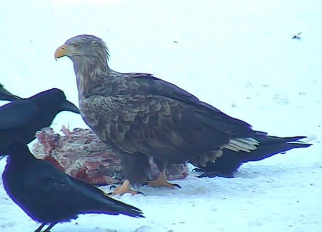 WEBCAM Aigles et divers en Estonie 532971Capturepleincran31012012125605