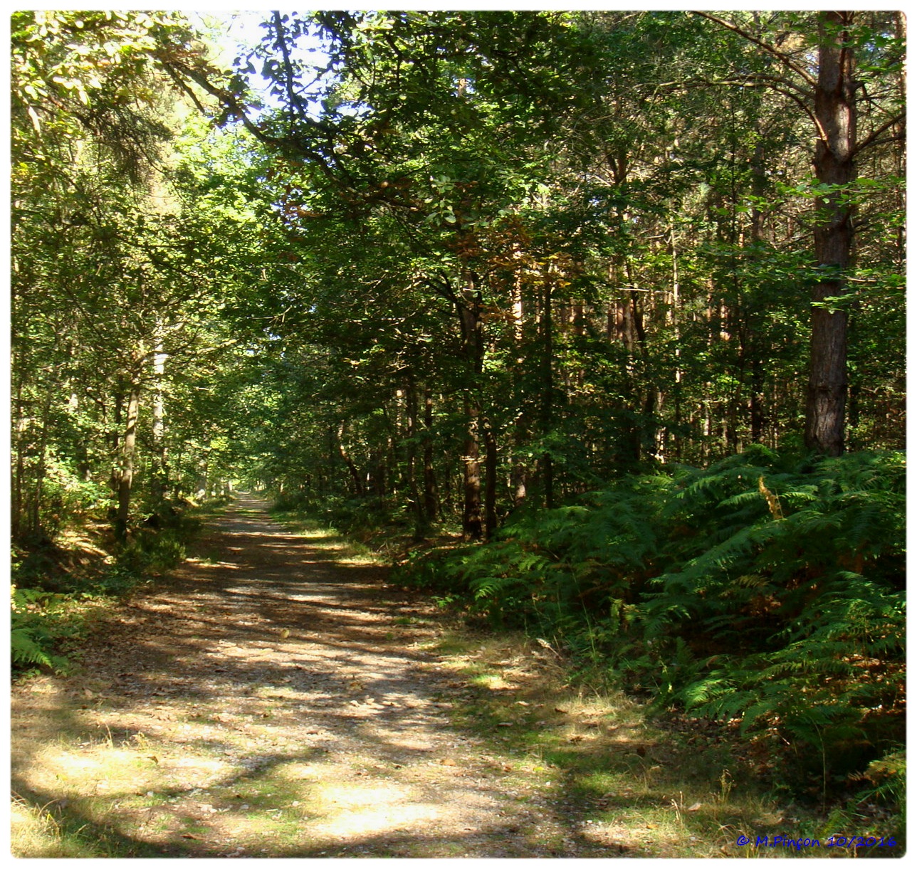 [fil ouvert] la forêt dans tous ses états - Page 6 533770DSC011090