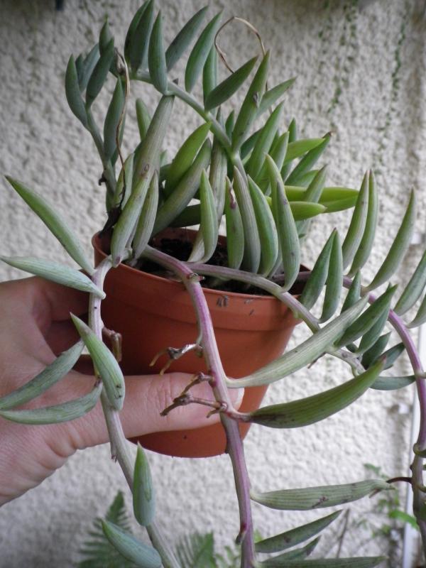 [Senecio radicans] identifi 533820SenecioIMGP2078