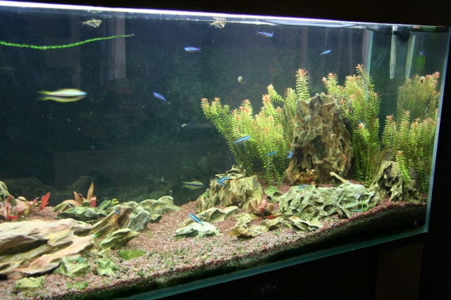 trigon 190 + cuve 120x30x40 aquascaping - Page 8 534959IMG3485