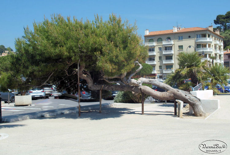 Promenade à Cassis  ce 12/06/2013 (visite des Calanques) 5360118636