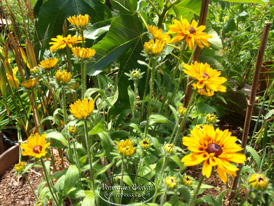 Les Fleurs de mon jardin suite 1 537405926