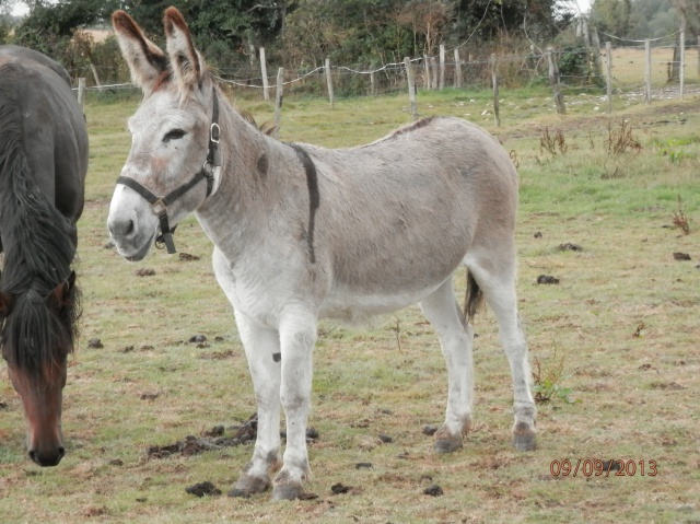 (dept 14) Poupette ânesse 7 ans grise (délai 4 octobre) 538250504