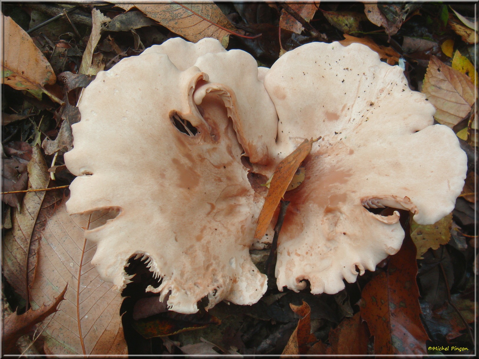 [fil ouvert] les champignons - Page 8 539215DSC014093