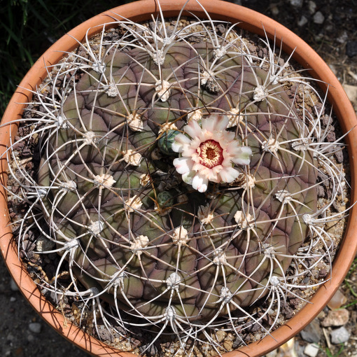 Floraisons de mes Gymnocalycium 539940gymnocalyciumpflanziialbipulpa1107013