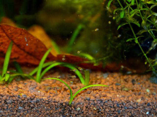 repro apisto erythrura 539943MAT9716