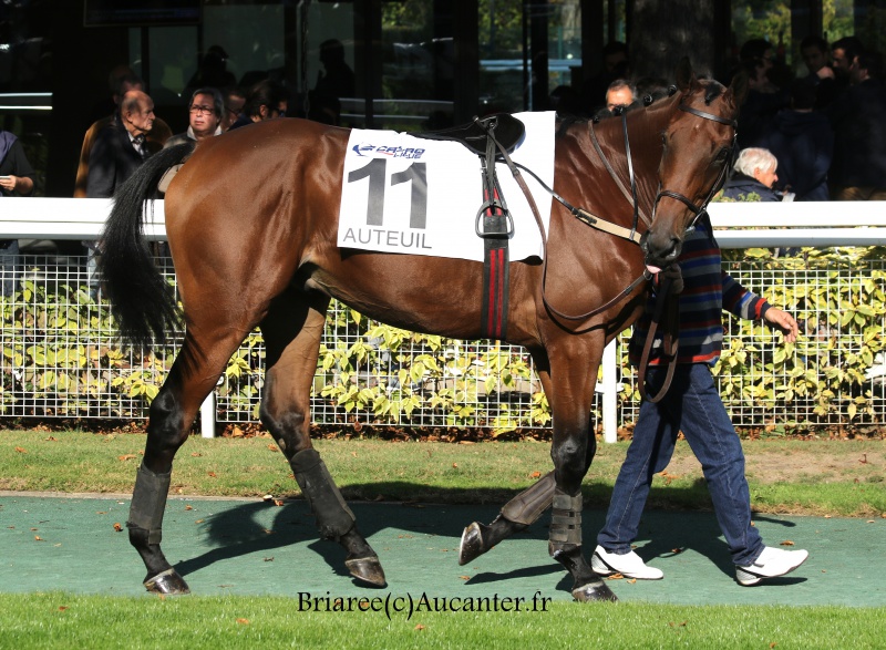 Photos Auteuil 9-10-2016 5399535J6A7706