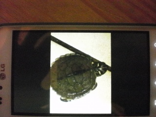 Bonsoir, achat d'une tortue, je ne sais pas l'espéce...Merci 540303PA170418