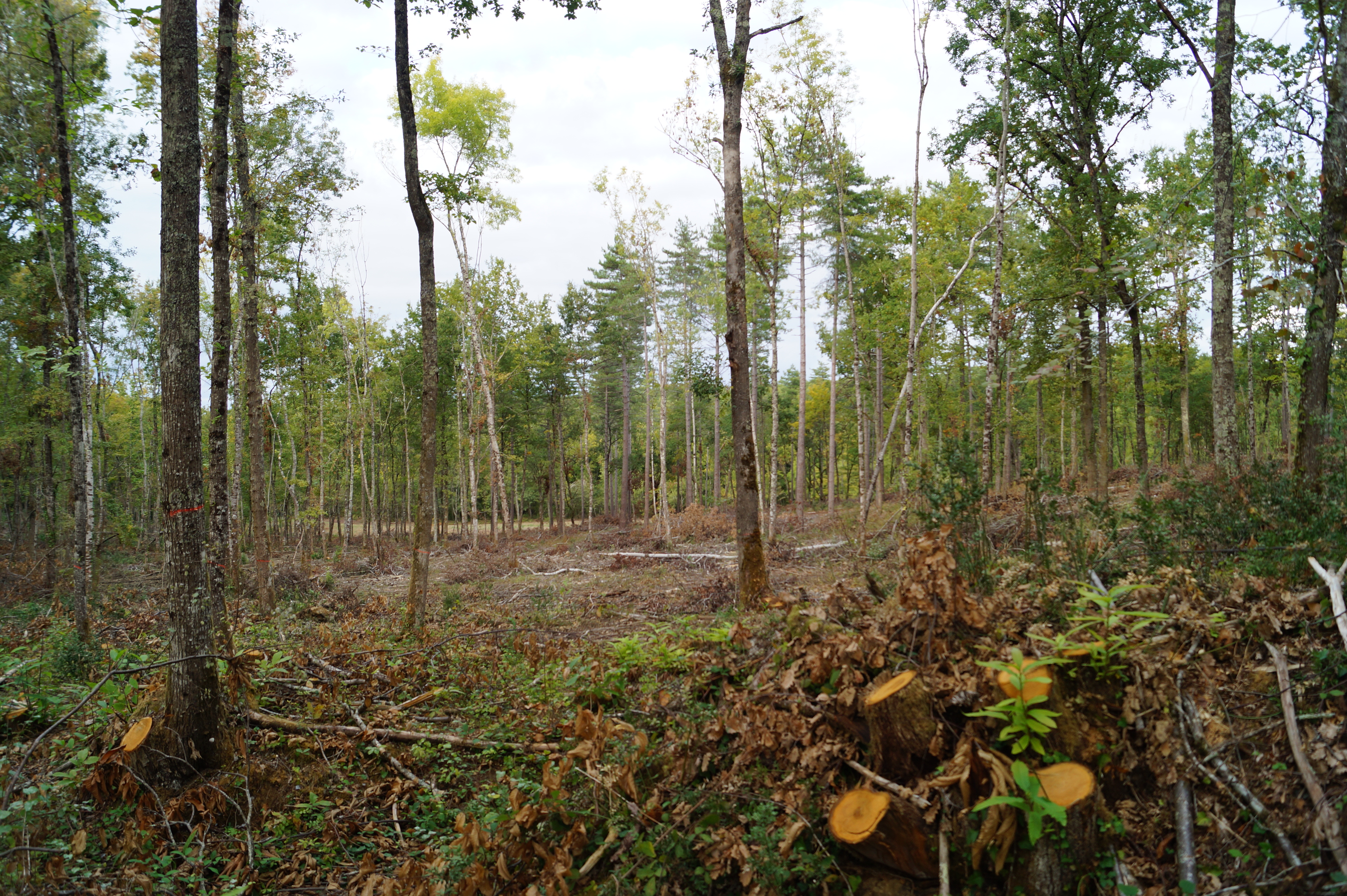 [fil ouvert] la forêt dans tous ses états - Page 7 540949DSC03707