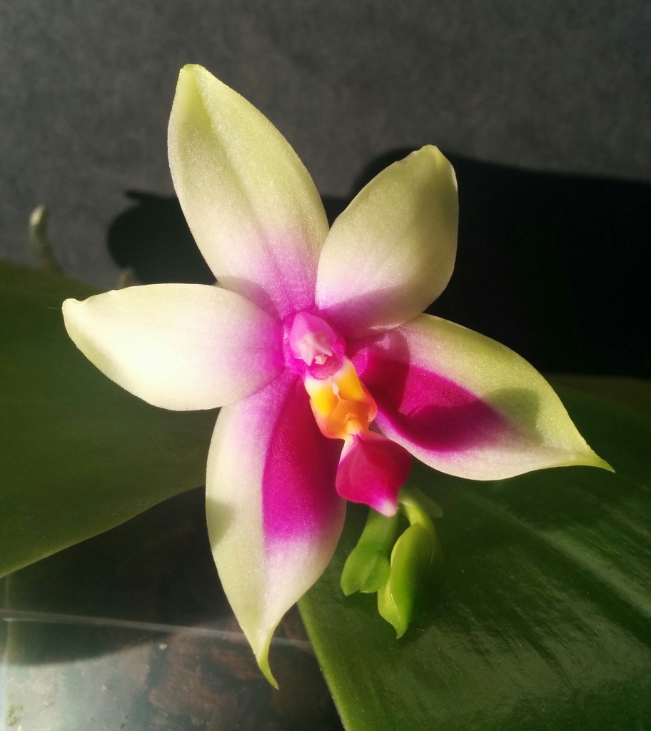 Phalaenopsis bellina 54174420160902111952