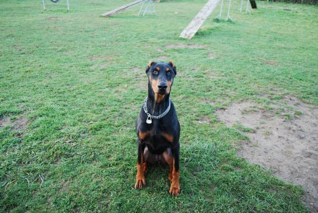 ELITE (doberman) - Page 3 542019DSC_0849