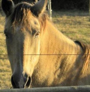 Présentez-nous vos chevaux ! <3 542683AEtincelle1