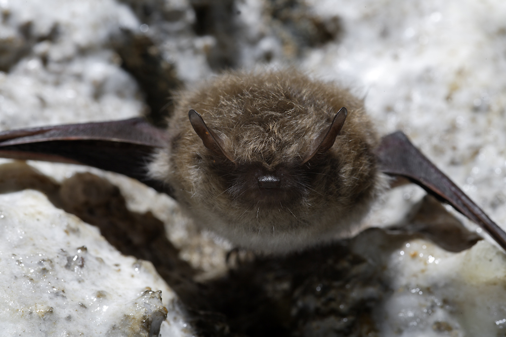 Clé de détermination des chauves-souris en léthargie 54419835K9252jpg