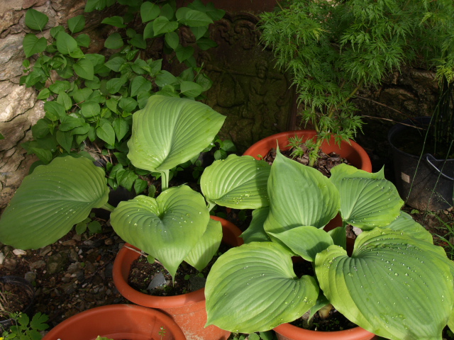 les hostas 544654P5084240