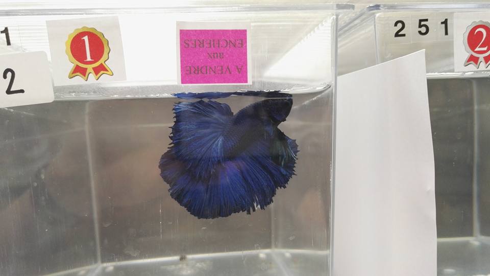 APRES Swiss Betta Show, Cernier, 2017, résultats, photos... 544847187679479355570099176246517863281143308898n