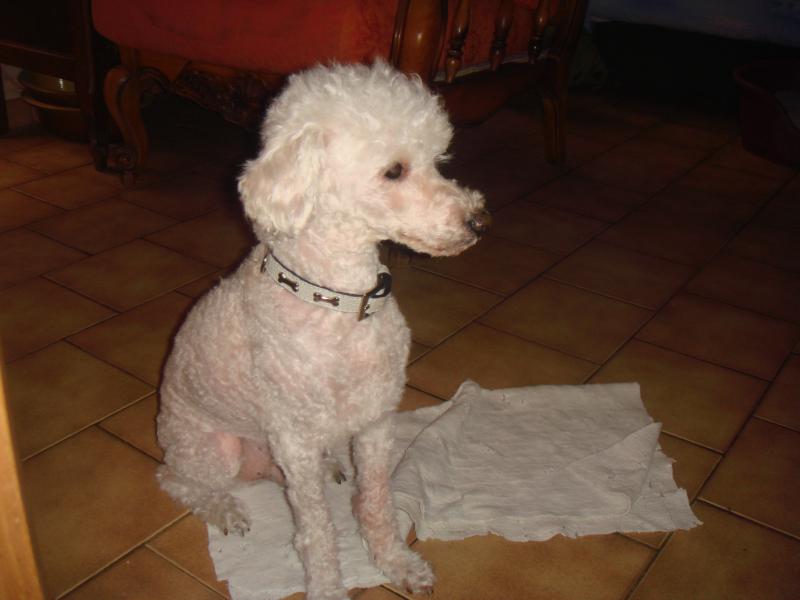 SKIPY CANICHE BLANC MALE 11 ANS - ADOPTE  - Page 2 545581DSC05408