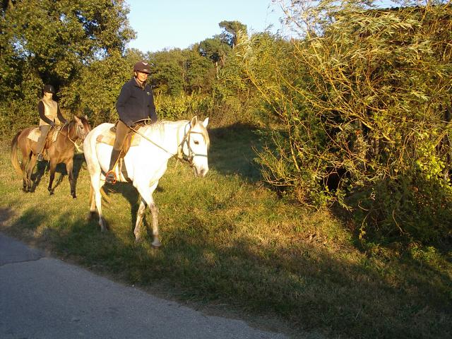 Haras du Freysse 546141Orane