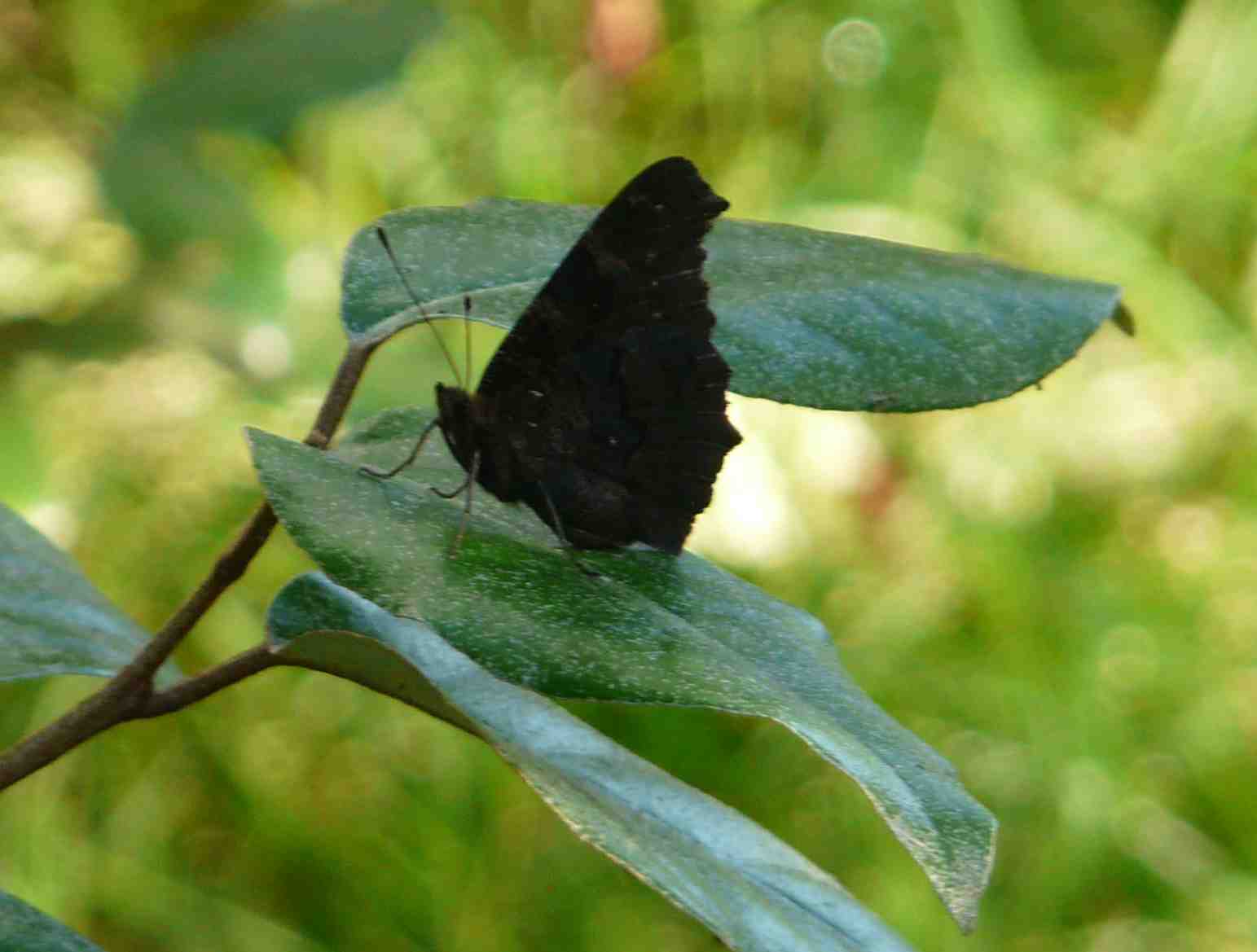 [Aglais io] Identification uniquement à partir du verso 549503P1120887