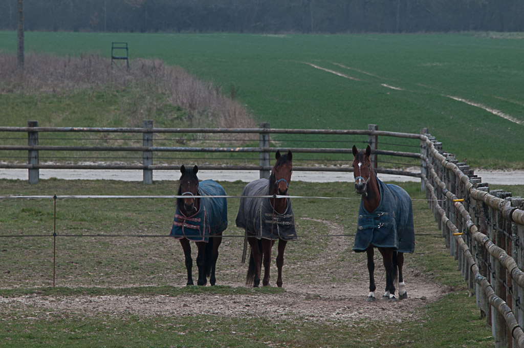 [Fil - Ouvert ] Chevaux - Page 5 550134DSC8337