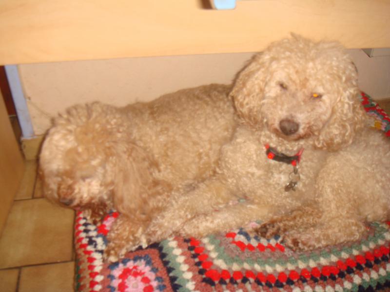 SKIPY CANICHE BLANC MALE 11 ANS - ADOPTE  - Page 2 551337DSC04490