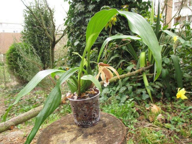 Coelogyne speciosa 552024IMG0016