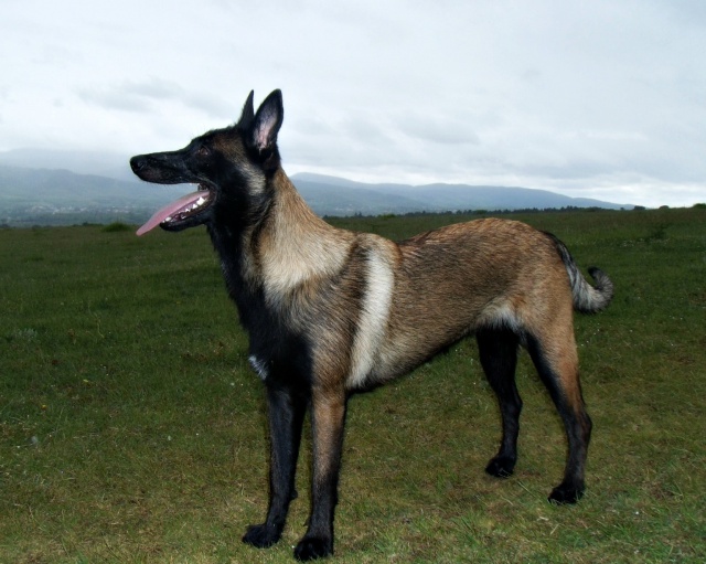 Un trio de malinois !  - Page 10 552825op011