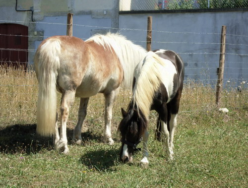 LOONY -  ONC poney né en 2001 - Adopté en juin 2011 par Carole 553414Loo2