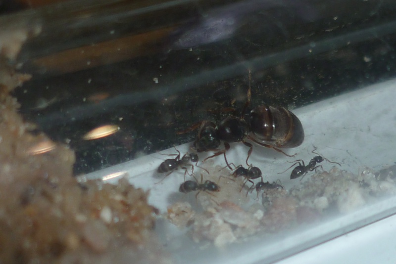 Lasius sp 553851P1020657